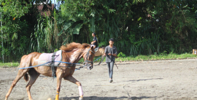 teknik-melatih-kuda-agar-berlari-lebih-cepat-dan-stabil