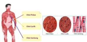Jenis Jenis Otot dan Fungsinya pada Manusia