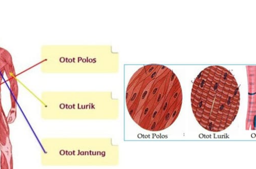 Jenis Jenis Otot dan Fungsinya pada Manusia